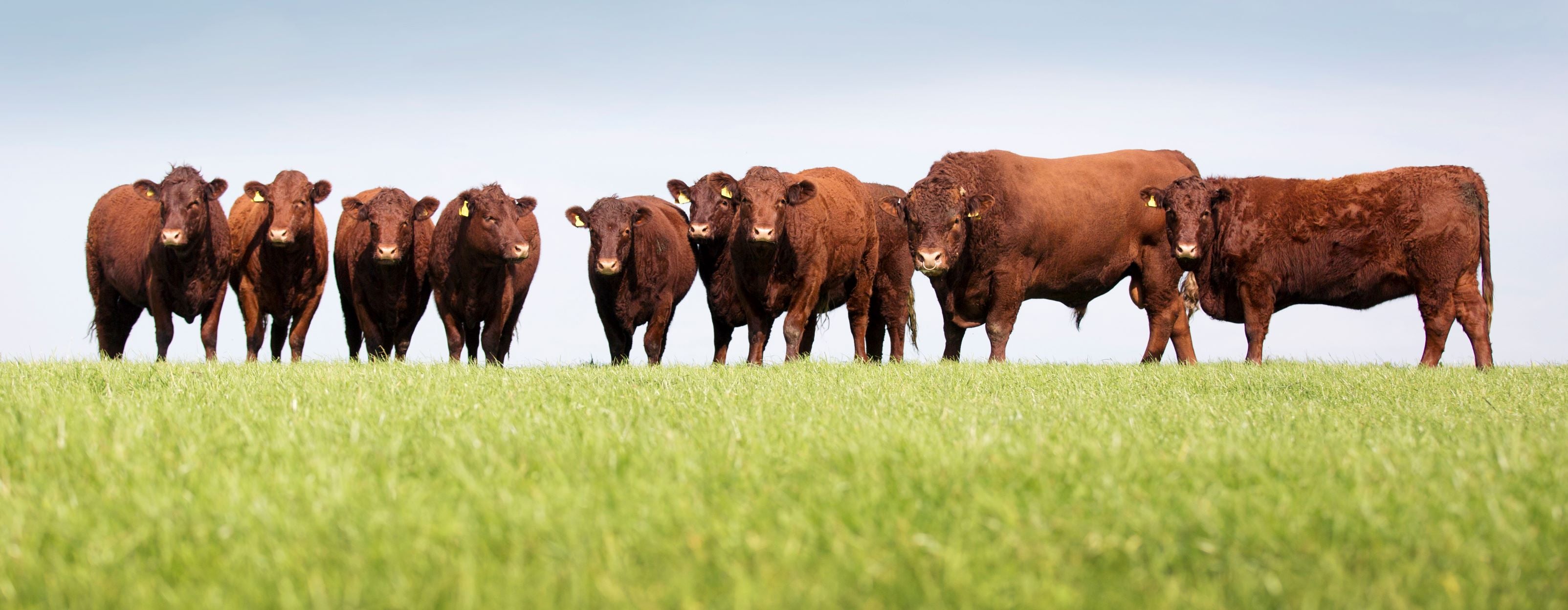 Agricultural – GLS Fencing